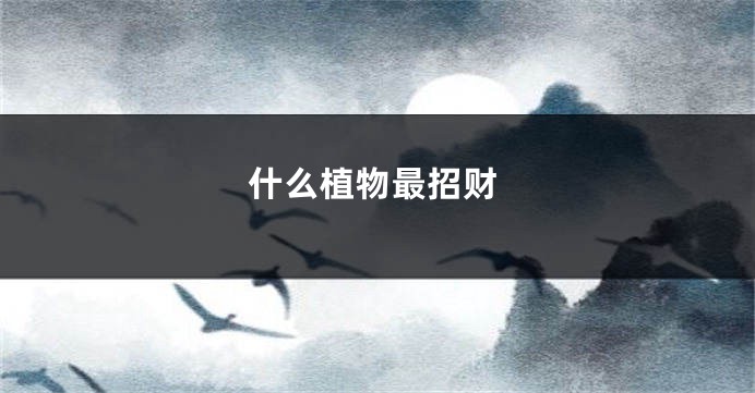 什么植物最招财