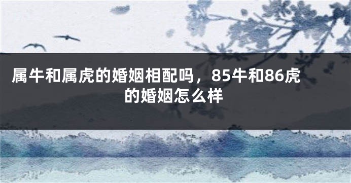 属牛和属虎的婚姻相配吗，85牛和86虎的婚姻怎么样