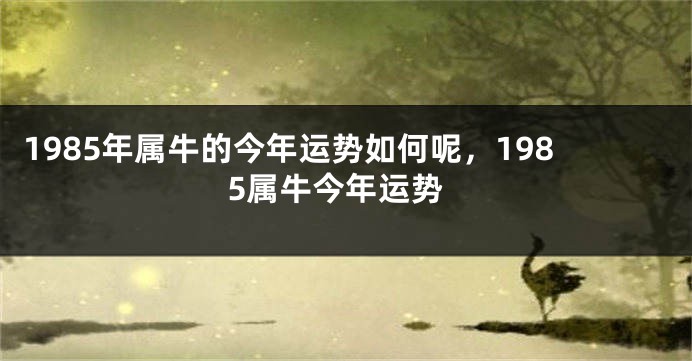 1985年属牛的今年运势如何呢，1985属牛今年运势