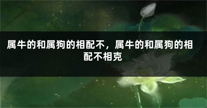 属牛的和属狗的相配不，属牛的和属狗的相配不相克