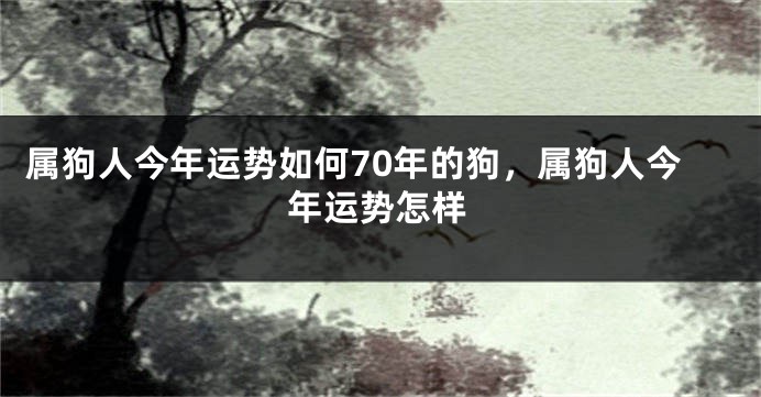 属狗人今年运势如何70年的狗，属狗人今年运势怎样