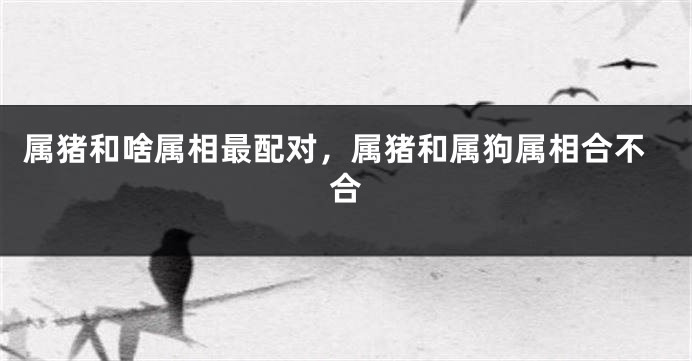 属猪和啥属相最配对,属猪和属狗属相合不合
