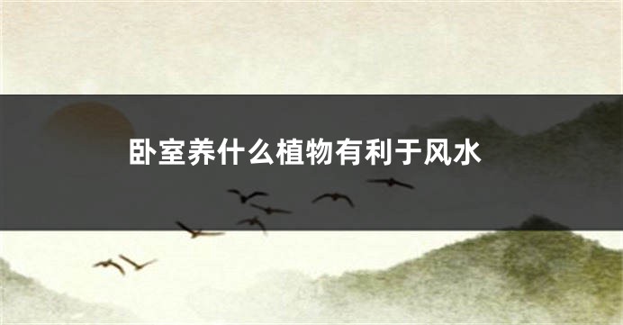 卧室养什么植物有利于风水