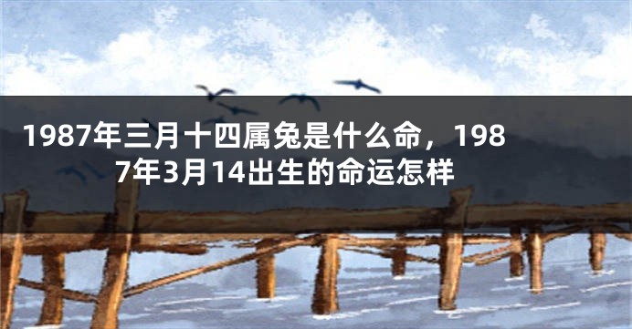 1987年三月十四属兔是什么命，1987年3月14出生的命运怎样