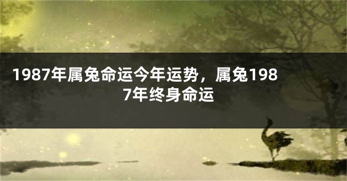 1987年属兔命运今年运势，属兔1987年终身命运