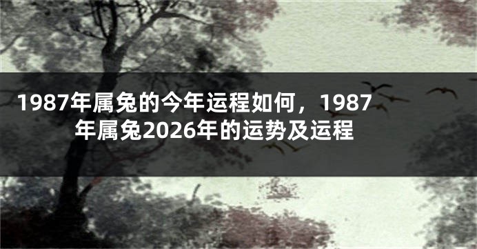 1987年属兔的今年运程如何，1987年属兔2026年的运势及运程