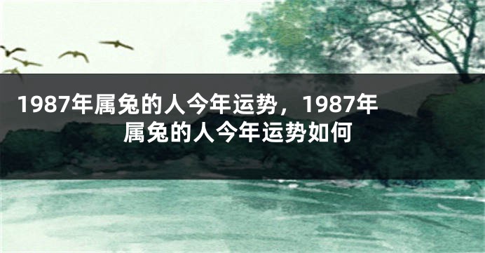 1987年属兔的人今年运势，1987年属兔的人今年运势如何