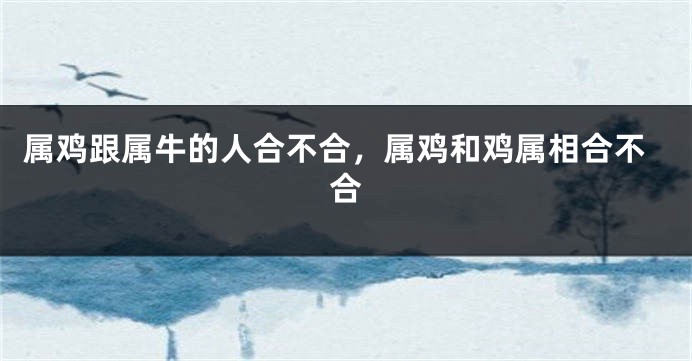 属鸡跟属牛的人合不合，属鸡和鸡属相合不合