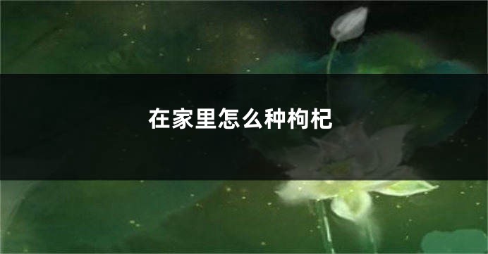 在家里怎么种枸杞