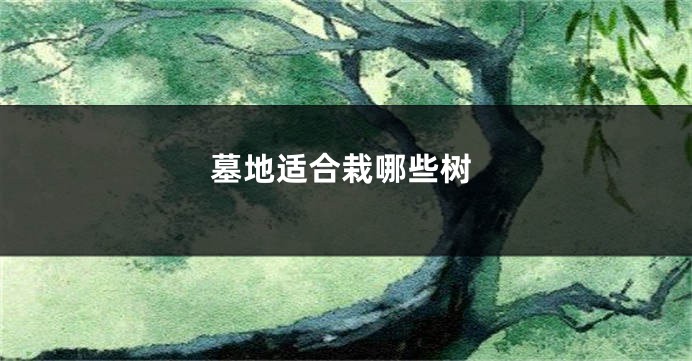 墓地适合栽哪些树