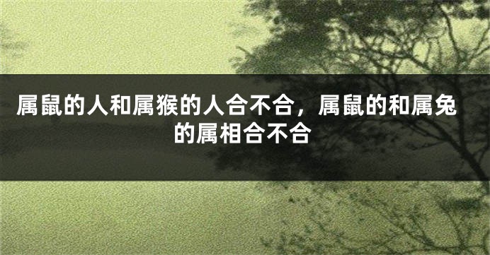 属鼠的人和属猴的人合不合，属鼠的和属兔的属相合不合