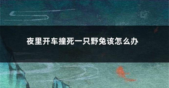 夜里开车撞死一只野兔该怎么办