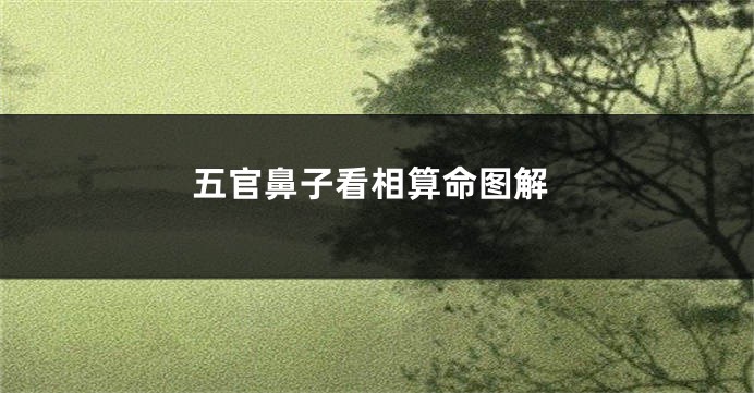 五官鼻子看相算命图解